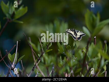 Papillon à queue d'allowtail sur une branche d'une plante cultivée Banque D'Images