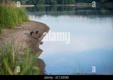 Canard et caneton dans le lac d'automne le matin Banque D'Images