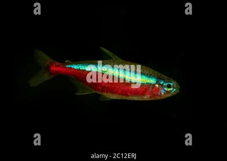 Portrait du poisson tétra néons (Paracheirodon axelrodi) dans l'aquarium Banque D'Images