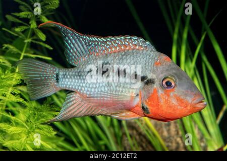 Portrait de poissons cichlidés du genre Torichthys Banque D'Images