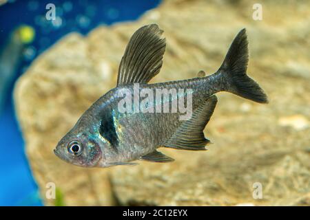 Portrait du poisson tétra (Hyphessobrycon megalopterus) dans l'aquarium Banque D'Images