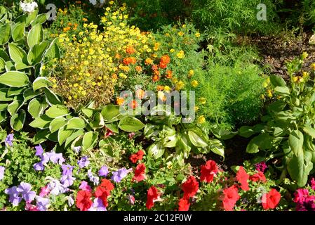 Parterre à fleurs différentes. Banque D'Images