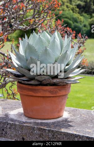 Cactus dans le jardin de Filoli, à Woodside, Californie Banque D'Images