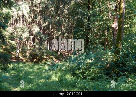 Randonnée sur un sentier forestier dans le Vulkaneifel, Allemagne. Banque D'Images