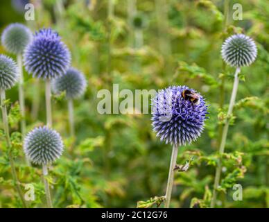 Une bourdon est posée sur la tête de fleur bleu-violet d’un chardon globe près de Dinan, en Bretagne, France. Plusieurs têtes de fleur encore fermées de la plante s’élèvent en arrière-plan. Banque D'Images