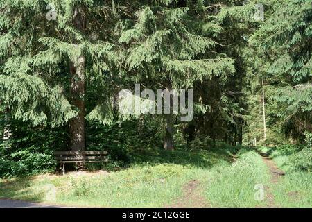 Randonnée sur un sentier forestier dans le Vulkaneifel, Allemagne. Banque D'Images