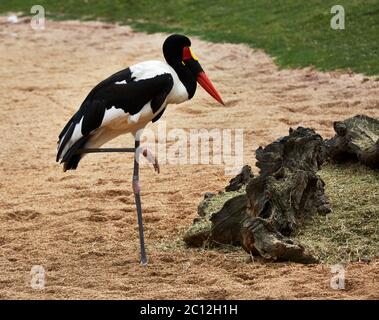 Saddle-billed stork (Ephippiorhynchus senegalensis) Banque D'Images