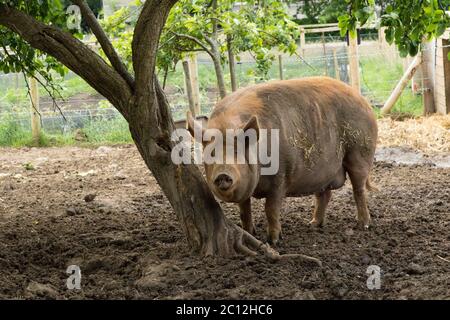 Grand cochon situé à côté d'un arbre dans un Sty boueux, Niddoyre, North Yorkshire, Angleterre, Royaume-Uni. Banque D'Images