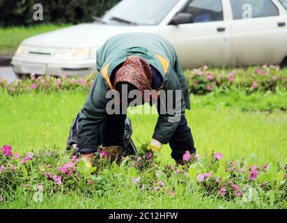 Femme de gestion paysage transplantation de fleurs sur un refuge au milieu de la route. Banque D'Images