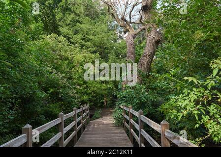 Pont en bois sur la rivière New, sur le chemin de la rivière New près de Canonbury, au nord de Londres, au Royaume-Uni Banque D'Images