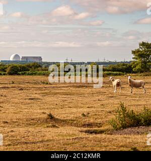 Moutons dans le Suffolk est, Angleterre. En arrière-plan, vous pouvez voir la centrale nucléaire de Sizewell Banque D'Images