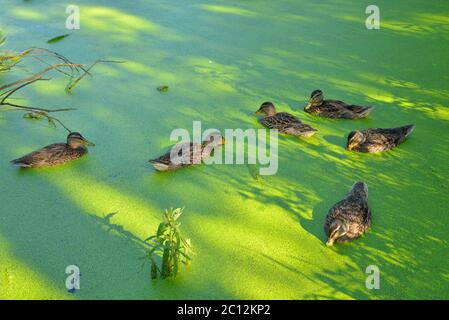 Canards dans le marais. Banque D'Images