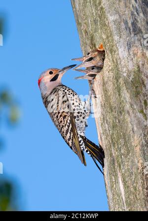 Chicks nourrissant des mâles de Northern flicker (Colaptes auratus), Ames, Iowa, États-Unis. Banque D'Images