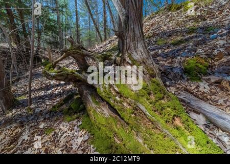 PIN blanc de l'est tombé, Pinus strobus, dans le sanctuaire de fleurs sauvages du lac Loda, dans la forêt nationale de Huron-Manistee, Michigan, États-Unis Banque D'Images