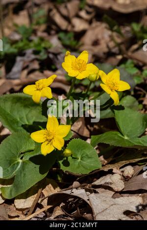 Marais Marigold, Maltha palustris, fleurit au printemps dans le sanctuaire de fleurs sauvages du lac Loda, dans la forêt nationale de Huron-Manistee, Michigan, États-Unis Banque D'Images