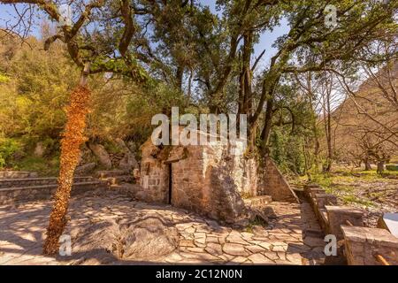 Agia Théodora de Vasta miracle église dans le Péloponnèse, Grèce. Les arbres qui poussent sur le toit sans racines à l'intérieur Banque D'Images