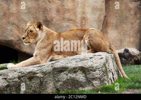 Lionne africaine (panthera leo) se détendant sur un rocher, Bioparc, Valence, Espagne. Banque D'Images