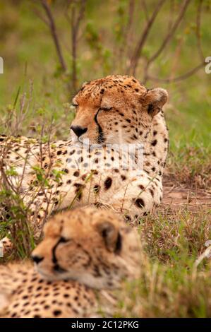 Jeune guépard, Acinonyx jubatus, se reposant dans la réserve nationale de Masai Mara. Kenya. Afrique. Banque D'Images