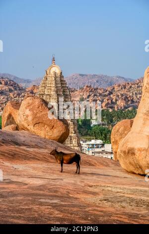 Holy Cow en face de temple Virupaksha Banque D'Images