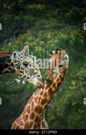 Les Girafes en amour Banque D'Images