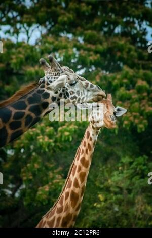 Les Girafes en amour Banque D'Images