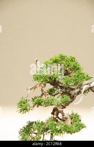 Bonsai Tree discally au jardin botanique de Brooklyn. Le jardin botanique de Brooklyn est un jardin botanique situé dans le quartier de Brooklyn, New York. Bonsai est un Banque D'Images