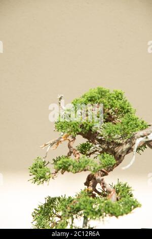 Bonsai Tree discally au jardin botanique de Brooklyn. Le jardin botanique de Brooklyn est un jardin botanique situé dans le quartier de Brooklyn, New York. Bonsai est un Banque D'Images