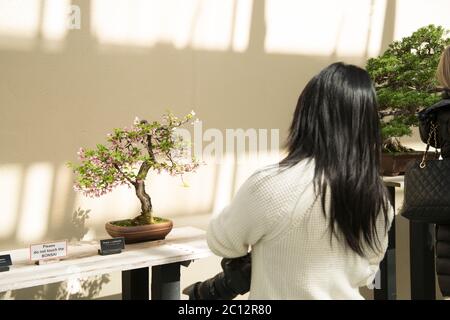 Bonsai Tree discally au jardin botanique de Brooklyn. Le jardin botanique de Brooklyn est un jardin botanique situé dans le quartier de Brooklyn, New York. Bonsai est un Banque D'Images