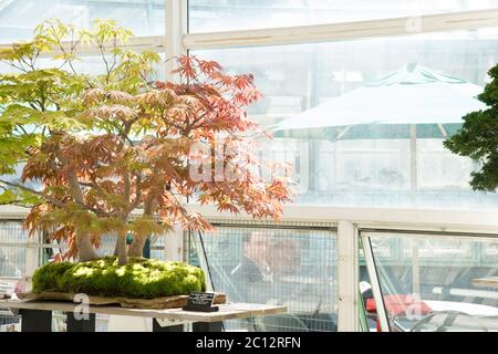 Bonsai Tree discally au jardin botanique de Brooklyn. Le jardin botanique de Brooklyn est un jardin botanique situé dans le quartier de Brooklyn, New York. Bonsai est un Banque D'Images