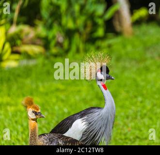 Grue couronnée grise de l'île de Bali en Indonésie Banque D'Images