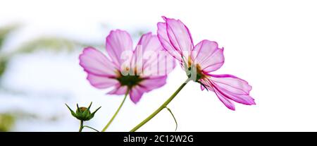 Photo macro de la fleur rose Cosmos. Banque D'Images