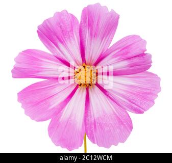 Fleur COSMOS isolée sur blanc. Banque D'Images
