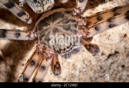 Araignée Huntsman dans la grotte Stone Horse Cave, Mulu, Malaisie Banque D'Images