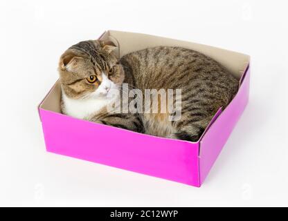 Magnifique chat pliant dans une boîte de couleur magenta Banque D'Images