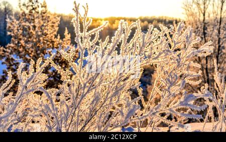 Paysage d'hiver lumineux avec des arbres dans la forêt au lever du soleil Banque D'Images