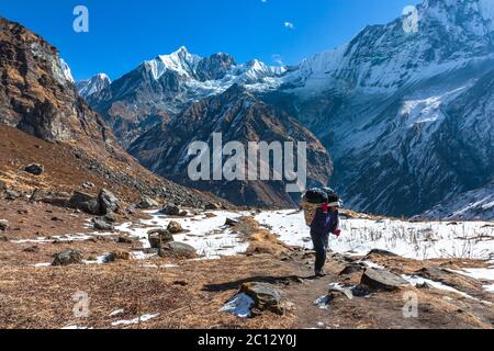 Annapurna Sanctuary, Népal : porter lourd panier dans le paysage de montagne magnifique Himalaya Banque D'Images