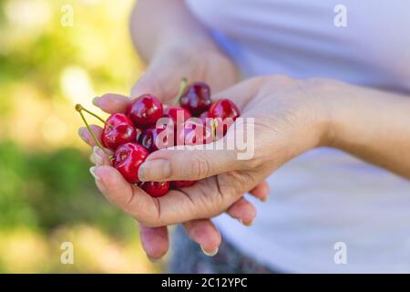 Cerises fraîches entre les mains des femmes. Produits agricoles du jardin de la maison. Saison d'été. Banque D'Images