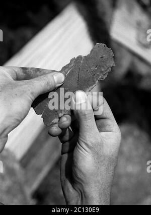 AJAXNETPHOTO. 31 MAI 1969. PORTSMOUTH, ANGLETERRE. - DIG IN - PORTSMOUTH MUSEUM FOUILLES ARCHÉOLOGIQUES DANS OYSTER STREET A RÉVÉLÉ UN WHAREHOUSE DU DÉBUT DU XIIIE SIÈCLE, DES COQUILLES D'HUÎTRES, DES FRAGMENTS DE POTERIE ROMAINE DANS LES PUITS ET DEUX FOURS DE FUSION DE CUIVRE OU DE BRONZE PENSÉ À DATE DE 1750. FRAGMENTS DE MÉTAL MONTRÉS PENSÉ POUR FAIRE PARTIE D'UN FOUR DOME.PHOTO:JONATHAN EASTLAND/AJAX REF:356922 11A 98 Banque D'Images