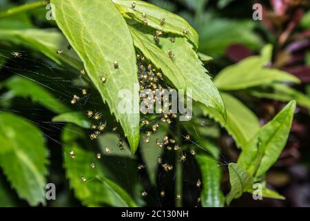 Macro d'araignée nichent avec de petites araignées jaunes araneus diadematus sur les feuilles de la forêt Banque D'Images