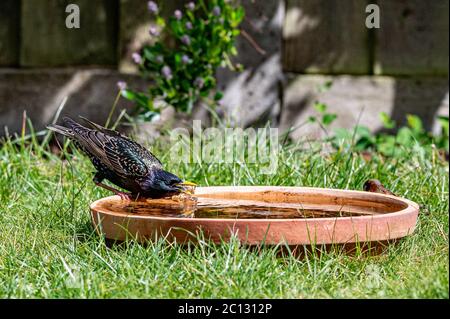 Esturling européen, sturnus vulgaris, barbotage et préenage dans un bain d'oiseaux Banque D'Images