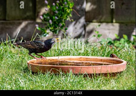 Esturling européen, sturnus vulgaris, barbotage et préenage dans un bain d'oiseaux Banque D'Images