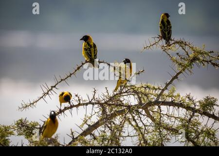 Troupeau d'oiseaux de tisserand à tête noire ou de tisserand à dos jaune (Ploceus melanocephalus), perchés sur un arbuste épineux, en Ouganda, en Afrique Banque D'Images