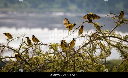 Troupeau d'oiseaux de tisserand à tête noire ou de tisserand à dos jaune (Ploceus melanocephalus), perchés sur un arbuste épineux, en Ouganda, en Afrique Banque D'Images