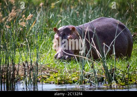 Hippopotame (Hippopotamus amphibius) dans le Nil, Murchison Falls National Park, de l'Ouganda Banque D'Images