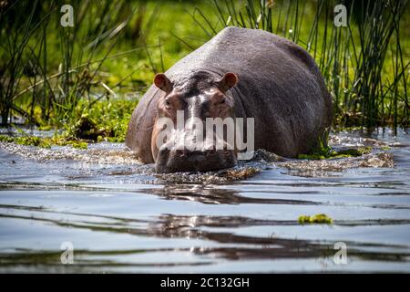 Hippopotame (Hippopotamus amphibius) dans le Nil, Murchison Falls National Park, de l'Ouganda Banque D'Images