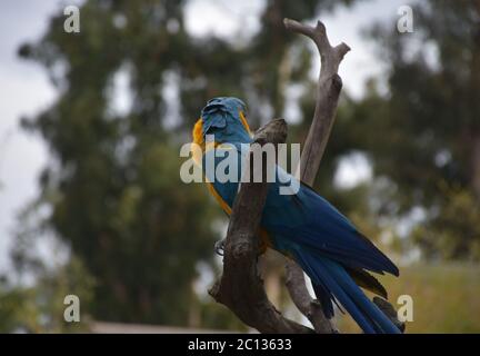 Jolie macaw bleue et dorée regardant derrière son épaule. Banque D'Images