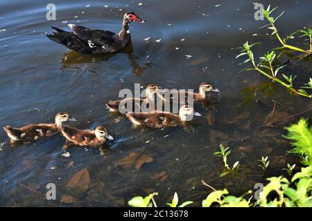 Des canetons muscovy pour nager. Banque D'Images