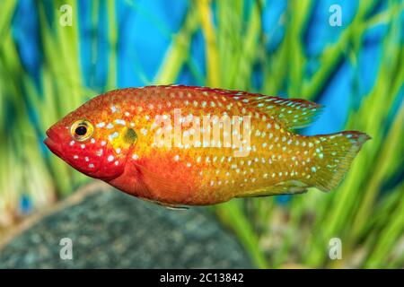 Portrait du poisson cichlide (Hemichromis sp.) dans l'aquarium Banque D'Images