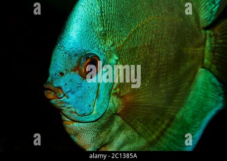 Joli portrait de poisson bleu discus sur fond noir Banque D'Images