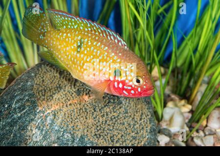 Portrait du poisson cichlide (Hemichromis sp.) dans l'aquarium Banque D'Images